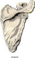 SCAPULA.CMX