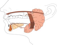 SALIVARY.CMX