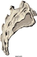 SACRUM2.CMX