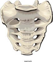 SACRUM.CMX