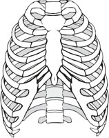RIB_CAGE.CMX