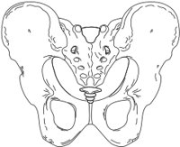 PPELV.CMX