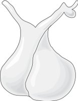 PITUITAT.CMX