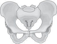 PELVIS.CMX