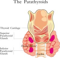 PARATHYR.CMX