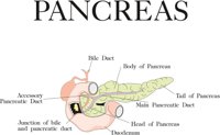 PANCREAS.CMX