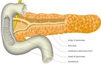PANCREA3.CMX