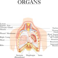 ORGANS.CMX