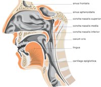 NOSE2.CMX