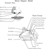 NOSE.CMX