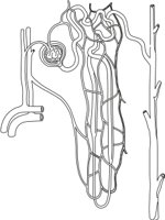 NEPHR.CMX