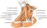 NECK.CMX