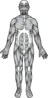 MUSCULAR.CMX