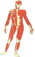 MUSCLES2.CMX