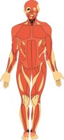 MUSCLES1.CMX