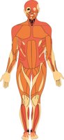 MUSCLES.CMX