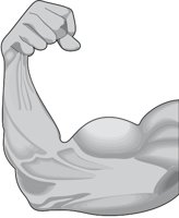 MUSCLE.CMX