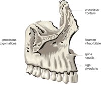 MAXILLA.CMX