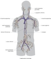 LYMPH.CMX