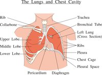 LUNGS.CMX