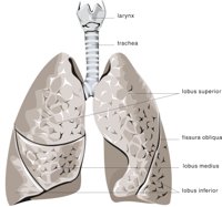 LUNG.CMX