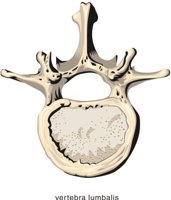LUMBALIS.CMX