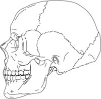 LSKULL.CMX