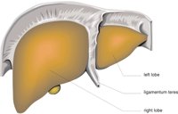 LIVER2.CMX
