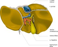 LIVER1.CMX