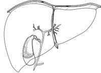 LIVER.CMX