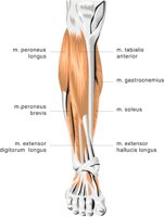 LIMB4.CMX