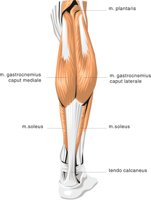 LIMB3.CMX