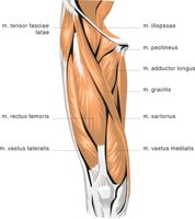 LIMB2.CMX
