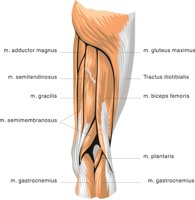 LIMB1.CMX