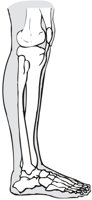 LEG_BACK.CMX