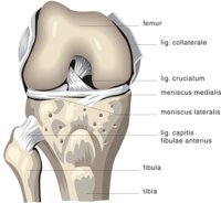 KNEE2.CMX