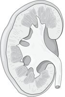 KIDNEYT.CMX