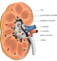 KIDNEY2.CMX