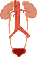 KIDNEY.CMX