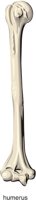 HUMERUS2.CMX
