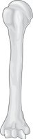 HUMERUS.CMX
