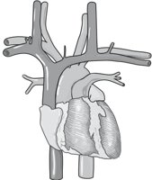 HEARTEX.CMX