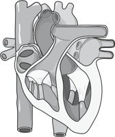 HEARTCT.CMX