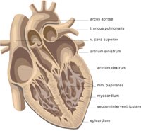 HEART2.CMX