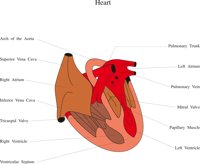 HEART.CMX