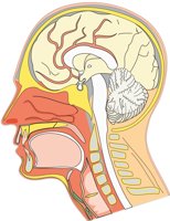 HEAD.CMX