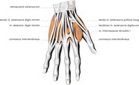 HAND5.CMX
