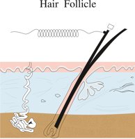 HAIRC.CMX