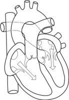 HACT1.CMX