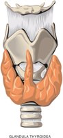 GLAND3.CMX